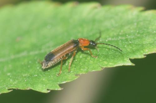 Réf. 328 356 : Cratosilis laeta